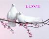 Love Dove Valentine