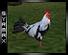  ! S ! Farm Rooster