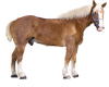 horse sticker