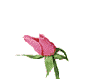 (SW)pink rose 1
