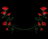 Red Roses for Arches