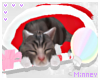 ♡ Christmas Kitten