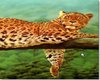 jaguar wallhanging