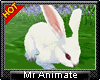 !A-Pet the Rabbit