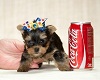 pup & cola sticker