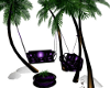 Purple Dragon Palm Tree