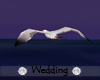 Wedding Seagulls
