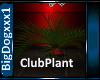 [BD] Club Plant