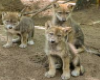 Wolf cubs