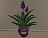 Winter ste Potted plant