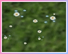 Rach*Daisy Runner 1