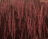 BR Pink Grass Animated