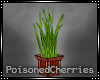 (PC) Winter Valent Plant