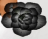 A black Rose