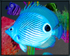 Blue Fish