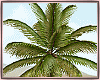~Palm Tree/Animated~
