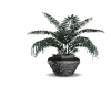 Black Gray Potted Plant