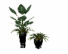 Plants Blk/sliver