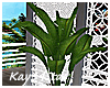 Tall Leafy House Plant