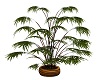 Tiger Tail Plant 3
