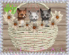 :A: Spring Kitten Basket