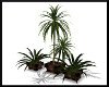 ~Indulgence Potted Palm~