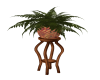 House Potted Fern