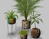 Boho Plants