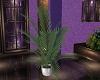 purple vase plant