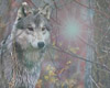 Howling wolf pack/motion