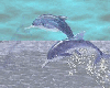 animated dolphins