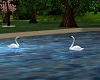Animated love swans