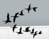 [ML]Bird Flying Filler