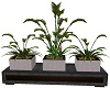 Trio-Plants