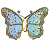 Gold Blue Butterfly