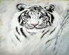 Lexi| White Tiger Gifts