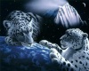 Snow Leopard Room