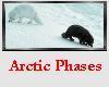 Arctic Phases