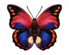 6v3| Magenta Butterfly