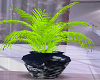 Plant in Pot