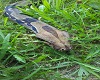 picture of colombian boa