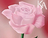 KA | Pink Rose M/F