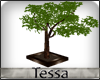 TT: Bonsai Tree