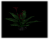 Erotica Lily Plant