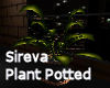 Sireva Potted Plant