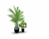 Plant 2