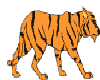 Animated walking tiger