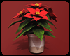 Classic Poinsettia Plant