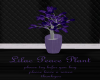 Lilac Peace Plant