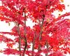 Autumn Lighted Maples